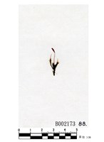 藏品(擬長蒴絲瓜苔)的圖片